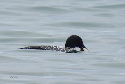 EL ADIÓS DE LOS COLIMBOS