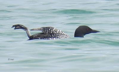 EL ADIÓS DE LOS COLIMBOS