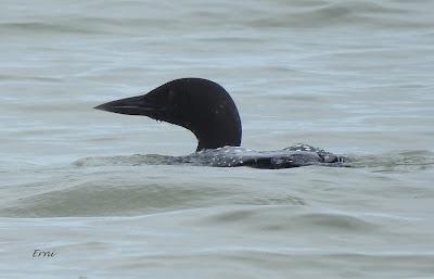 EL ADIÓS DE LOS COLIMBOS