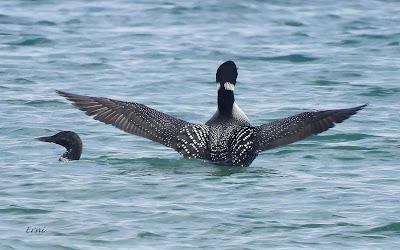 EL ADIÓS DE LOS COLIMBOS