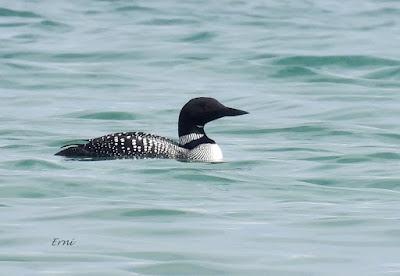 EL ADIÓS DE LOS COLIMBOS