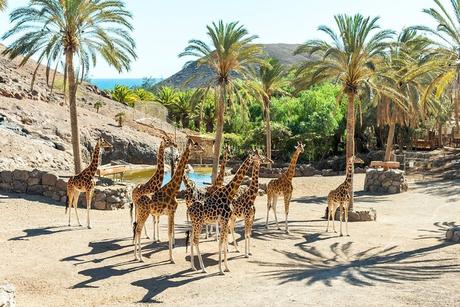 Las 12 cosas mejor valoradas para hacer en Fuerteventura Las 12 cosas mejor valoradas para hacer en Fuerteventura