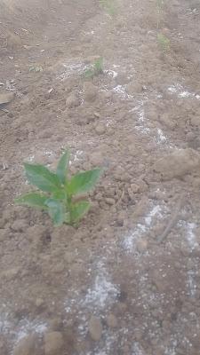 Fotsos huerto 2023 VI