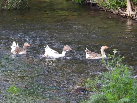 Ansar común x Pato doméstico