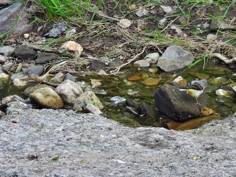 Lavandera cascadeña