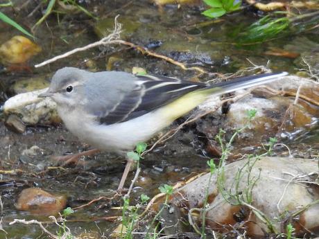 Lavandera cascadeña