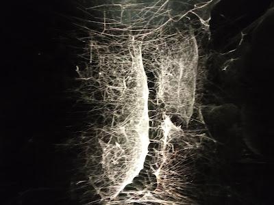 Cerebros y algoritmos