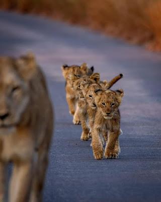 La cultura también se moja en las elecciones.
