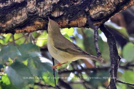 Mosquitero musical