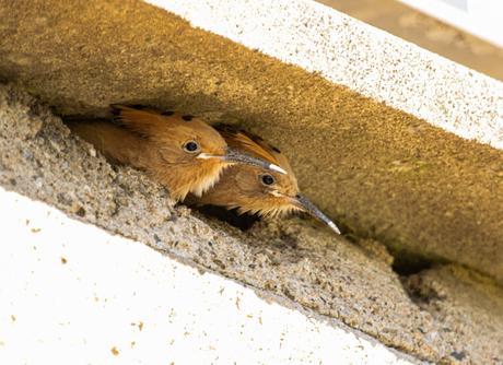 Las abubillas han criado en el Parc Fluvial