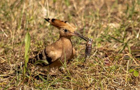 Las abubillas han criado en el Parc Fluvial