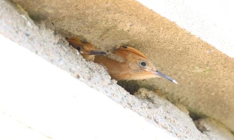 Las abubillas han criado en el Parc Fluvial