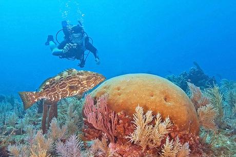 11 atracciones y cosas para hacer mejor valoradas en Key Largo, FL Diving off Key Largo