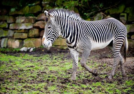 14 atracciones turísticas mejor valoradas en Inglaterra Zebra en el zoológico de Chester