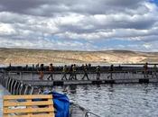 Doble apuesta innovación agroindustrial: acuicultura operarios capacidades diferentes