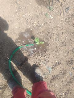 Pepinos, como siempre unos cuantos