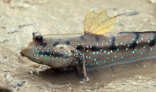 Un pez nos da una idea sobre la evolución del parpadeo.