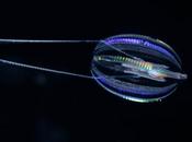 medusas peine grupo hermano todos animales mundo