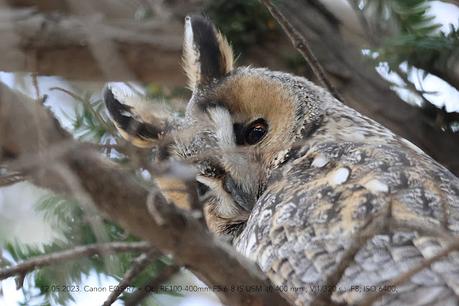Los búhos chico continúan