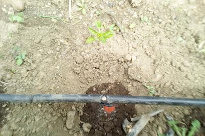 Fotos del huerto 2023 VII