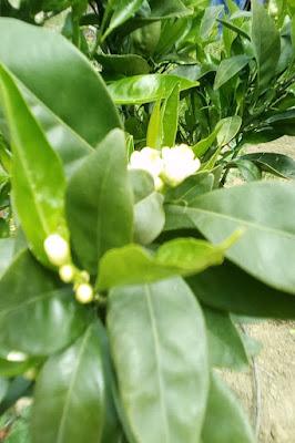 Fotos del huerto 2023 VII