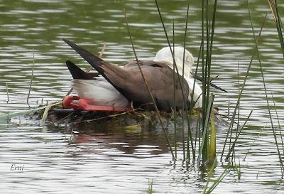 FAMILIAS QUE SÍ... FAMILIAS QUE NO