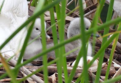 FAMILIAS QUE SÍ... FAMILIAS QUE NO