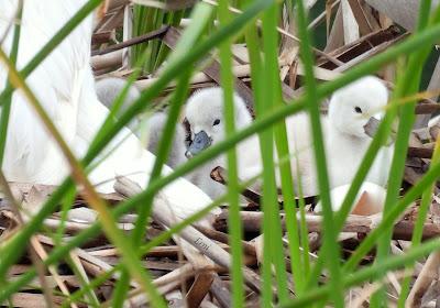 FAMILIAS QUE SÍ... FAMILIAS QUE NO
