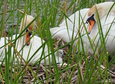 FAMILIAS QUE SÍ... FAMILIAS QUE NO