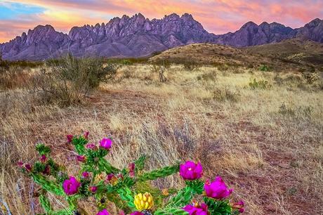 12 atracciones y cosas para hacer mejor valoradas en Las Cruces, NM Cactus Cholla florecen al atardecer cerca de Las Cruces