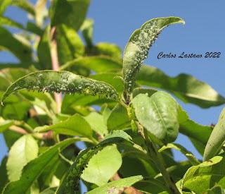 El siglo que perdimos la agricultura