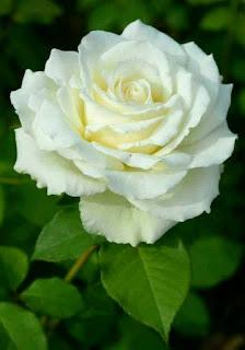 5.478 - LA ROSA BLANCA...