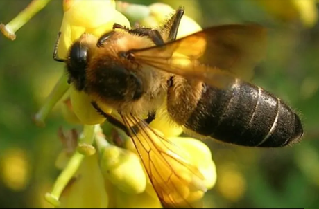 La miel alucinógena que envenenó a toda una columna militar romana. La miel alucinógena que envenenó a toda una columna militar romana.