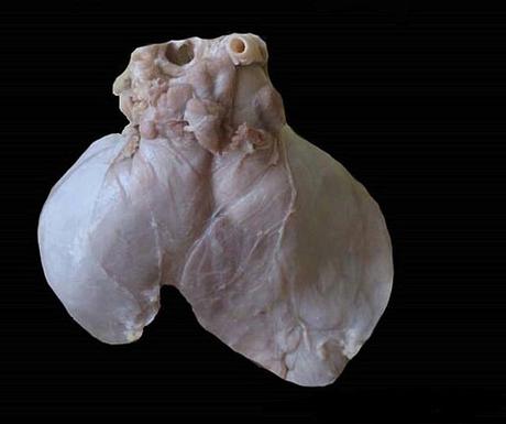 Nostalgia - Mircea Cărtărescu