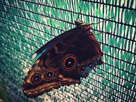 Nostalgia - Mircea Cărtărescu