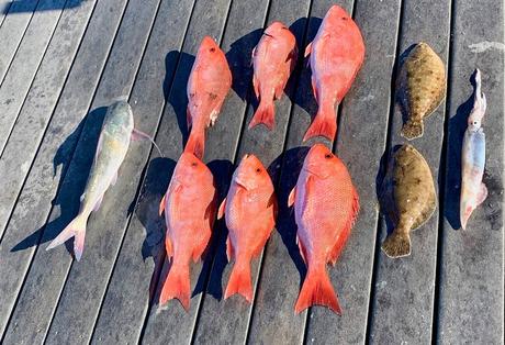 Variedad de especies capturadas en Panama City Beach