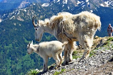 Senderismo para principiantes: introducción, equipamiento y otros elementos esenciales Las cabras montesas en Jewel Basin, Flathead National Forest, Montana