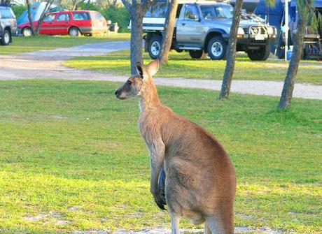 9 mejores campamentos y parques de caravanas en Noosa Canguro en el camping Noosa North Shore Beach