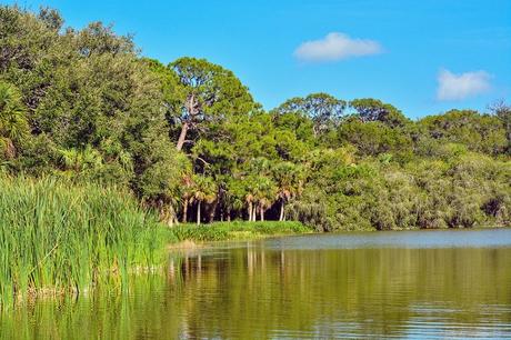 La exuberante costa en Lake Seminole Park