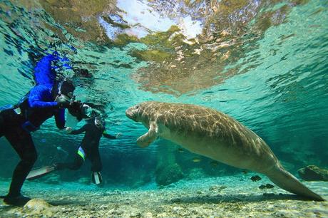 Buceadores fotografiando un manatí en Three Sisters Springs