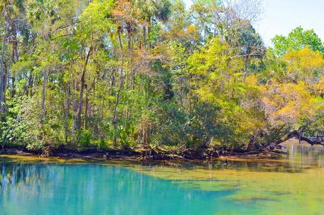 Piscina colorida en Homosassa Springs
