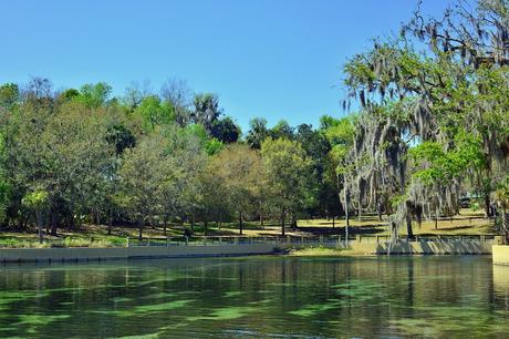 Salt Springs, Bosque Nacional de Ocala