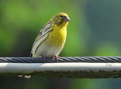 UN PASEO POR CARRANZA (VIZCAYA)