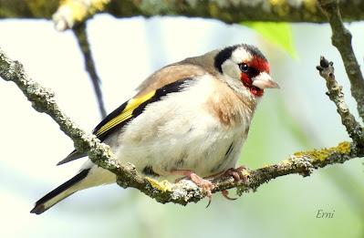 UN PASEO POR CARRANZA (VIZCAYA)