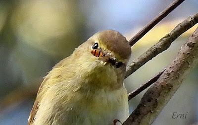 UN PASEO POR CARRANZA (VIZCAYA)
