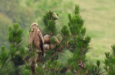 UN PASEO POR CARRANZA (VIZCAYA)