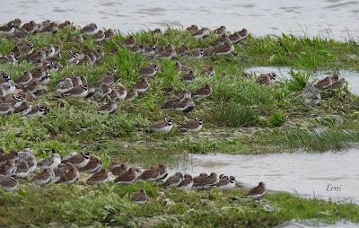 UN PASEO POR CARRANZA (VIZCAYA)