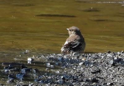 UN PASEO POR CARRANZA (VIZCAYA)