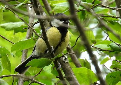 UN PASEO POR CARRANZA (VIZCAYA)