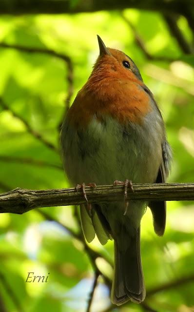 UN PASEO POR CARRANZA (VIZCAYA)